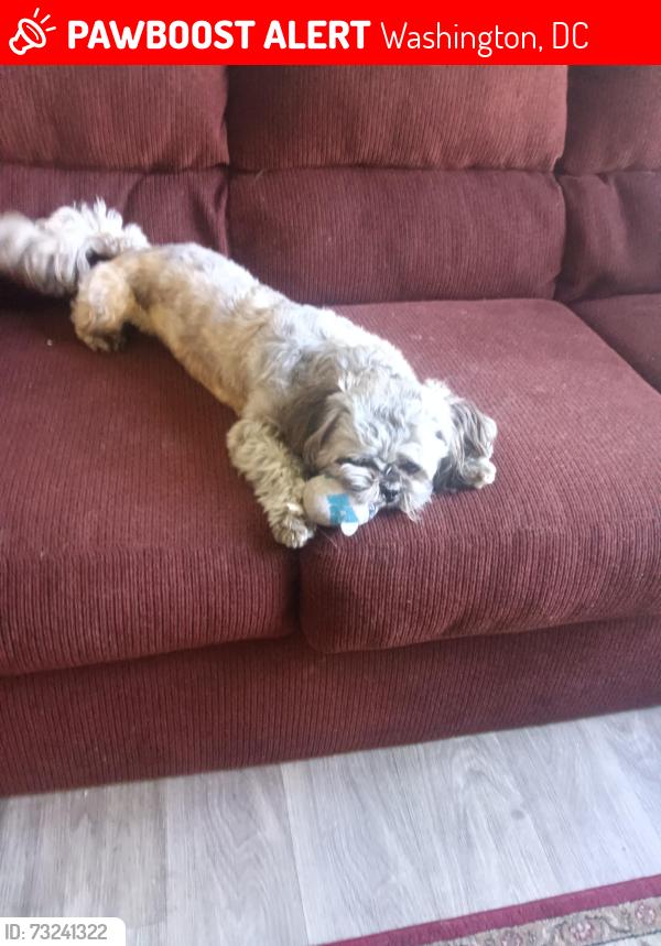 Lost Male Dog last seen Columbia road, park view, Washington, DC 20001