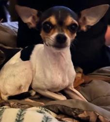 Reunited Female Dog last seen East mebane st burlington nc, Burlington, NC 27215