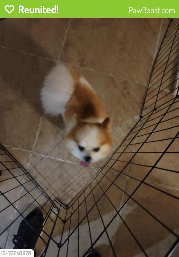 Reunited Male Dog last seen Lakeshore Drive, Little Elm, TX 75068