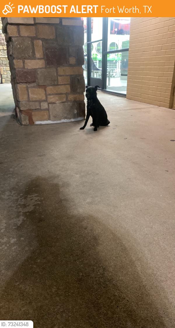 Found/Stray Unknown Dog last seen Turno laundry, Fort Worth, TX 76133