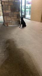 Found/Stray Unknown Dog last seen Turno laundry, Fort Worth, TX 76133