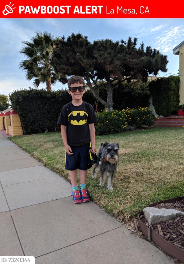 Lost Male Dog last seen Swarthmore st, La Mesa, CA 91942