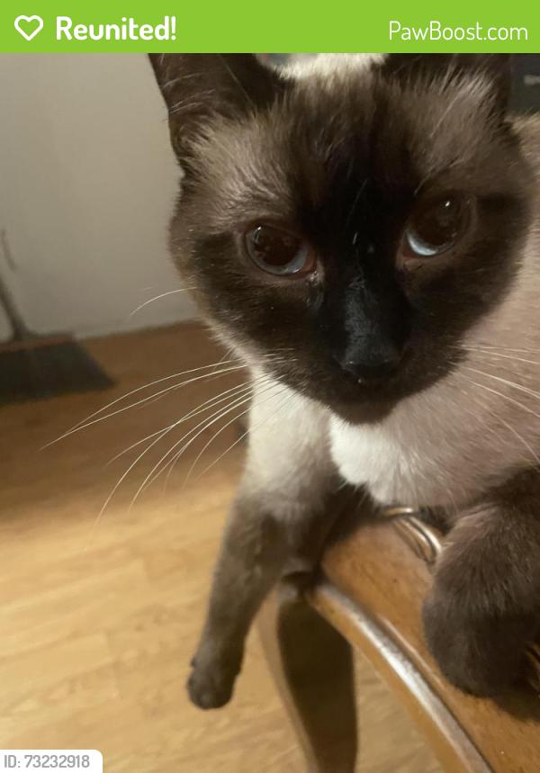 Reunited Female Cat last seen Singleton, San Jose, CA 95111
