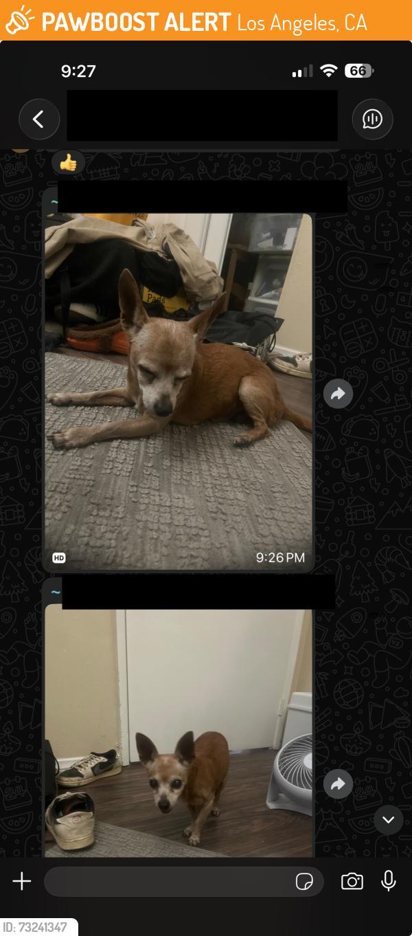 Found/Stray Male Dog last seen Echo Park Library, Los Angeles, CA 90026