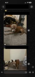 Found/Stray Male Dog last seen Echo Park Library, Los Angeles, CA 90026