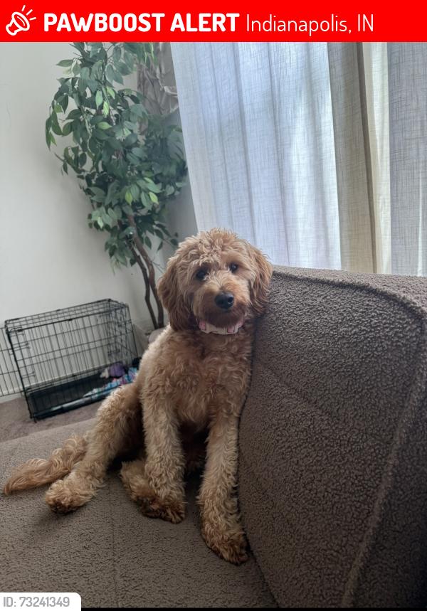 Lost Female Dog last seen 38th and German church, Indianapolis, IN 46235
