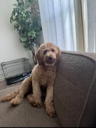 Lost Female Dog last seen 38th and German church, Indianapolis, IN 46235