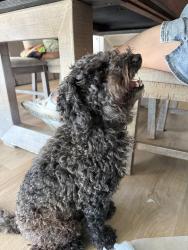 Reunited Male Dog last seen Chadsey Dr. & Nanry St., Whittier, CA 90603
