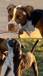 Found/Stray Male Dog last seen James W. Lee Park, Houston, TX 77080