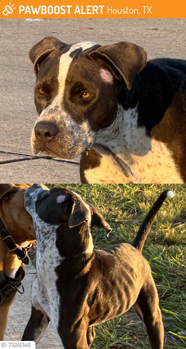 Found/Stray Male Dog last seen James W. Lee Park, Houston, TX 77080
