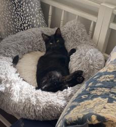 Lost Male Cat last seen Banner Lava Cap and Cour Royal Nevada City CA, Nevada City, CA 95959