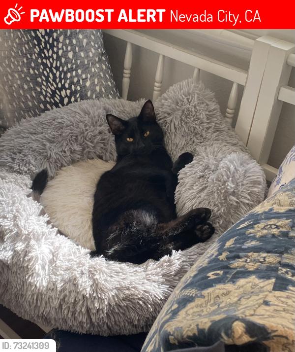 Lost Male Cat last seen Banner Lava Cap and Cour Royal Nevada City CA, Nevada City, CA 95959