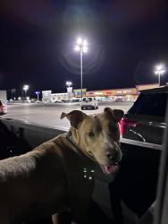 Found/Stray Male Dog last seen Extra Space Storage, San Antonio, TX 78204