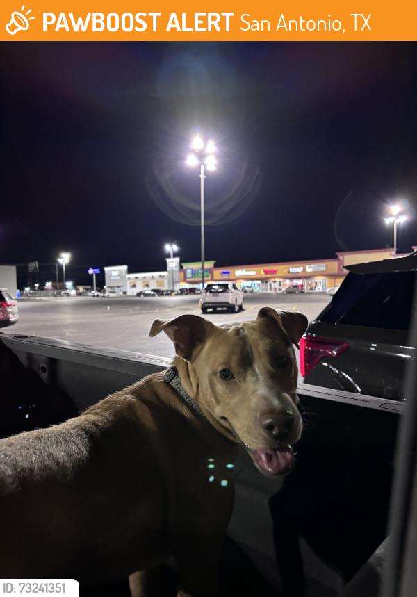 Found/Stray Male Dog last seen Extra Space Storage, San Antonio, TX 78204