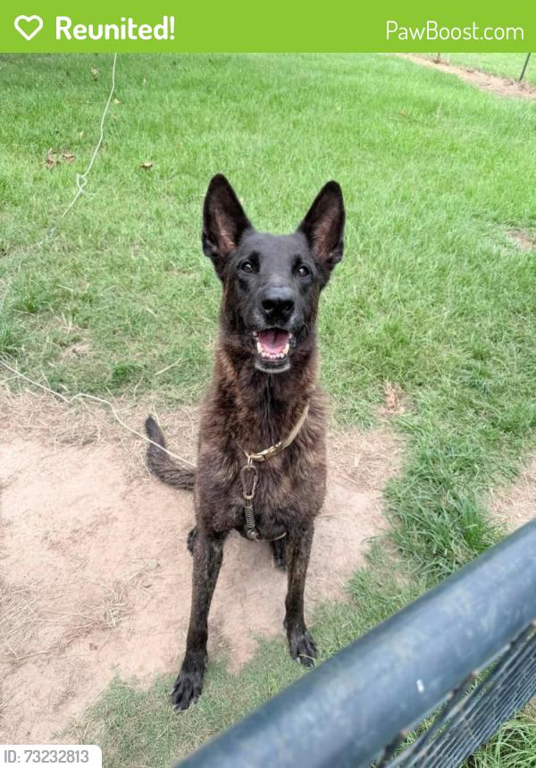 Reunited Male Dog last seen Near GA-36, Covington, GA 30014, Covington, GA 30016