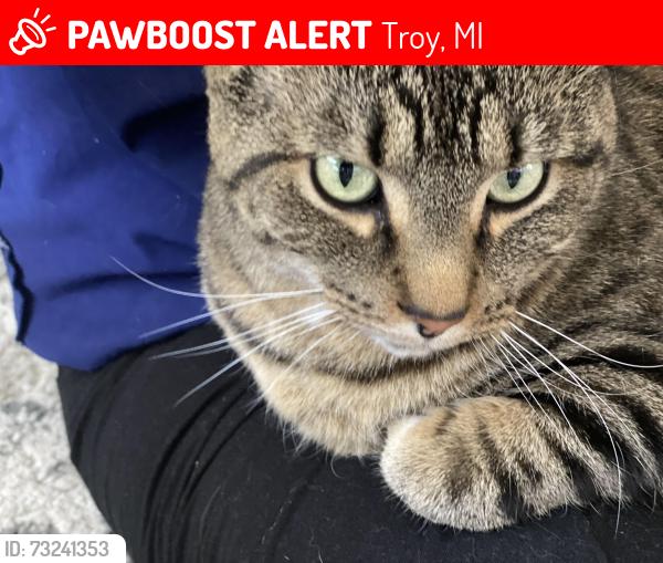Lost Male Cat last seen West Maple and Coolidge, Troy, MI 48084