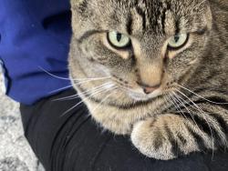 Lost Male Cat last seen West Maple and Coolidge, Troy, MI 48084