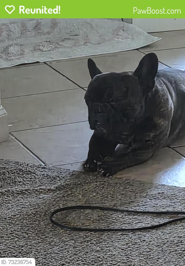 Reunited Male Dog last seen Spanos, Stockton, CA 95209