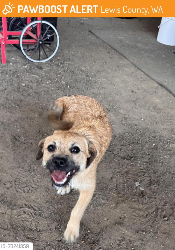 Found/Stray Male Dog last seen Salzer valley, Lewis County, WA 98531