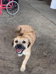 Found/Stray Male Dog last seen Salzer valley, Lewis County, WA 98531