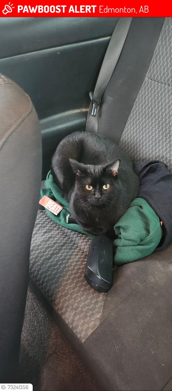 Lost Male Cat last seen McQueen Park school zones., Edmonton, AB 