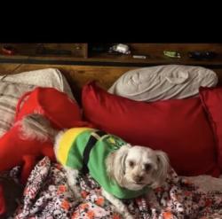 Lost Female Dog last seen Near Park Place Blvd Houston, Tx 77087, Houston, TX 77087