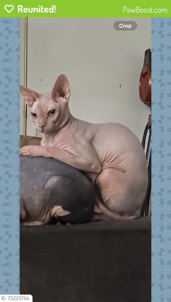 Reunited Male Cat last seen Jfk heacock, Moreno Valley, CA 92551