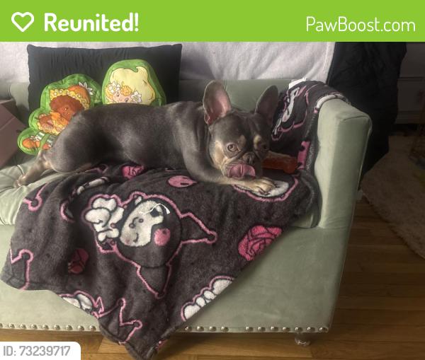 Reunited Female Dog last seen Hamilton st, Quincy st, Boston, MA 02125