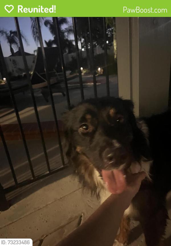 Reunited Male Dog last seen Nicholas, Temecula, CA 92591