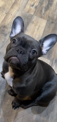 Reunited Female Dog last seen New Dawn Drive, Sacramento, CA 95826