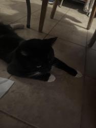 Reunited Male Cat last seen Idaho st and Glen and Belmont, Pasadena, CA 91103