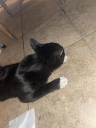 Reunited Male Cat last seen Glen and Belmont, Pasadena, CA 91103
