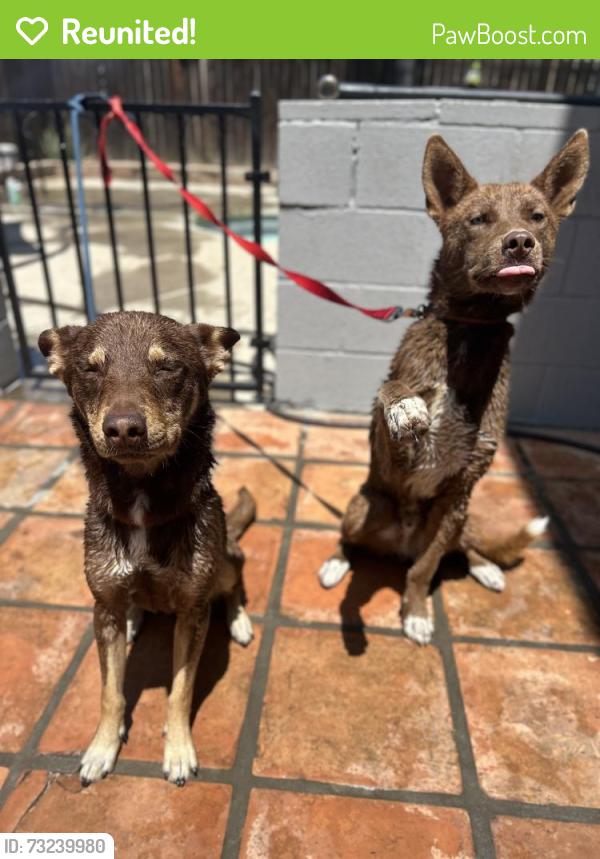 Reunited Male Dog last seen Near Placer St, Redlands, CA 92374, USA, Redlands, CA 92374