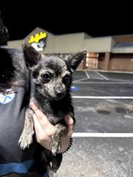 Found/Stray Male Dog last seen Parking lot of Buffaloe Lanes, Erwin, NC 28339