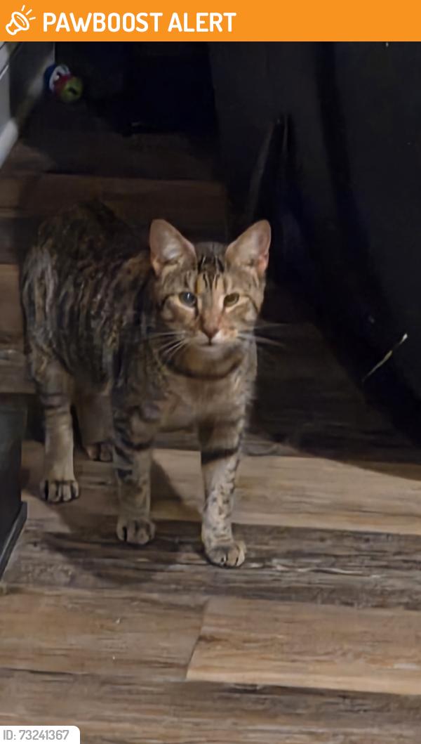 Found/Stray Female Cat last seen Victoria Drive, Red Lion, PA, Windsor Township, PA 17356