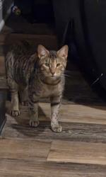 Found/Stray Female Cat last seen Victoria Drive, Red Lion, PA, Windsor Township, PA 17356