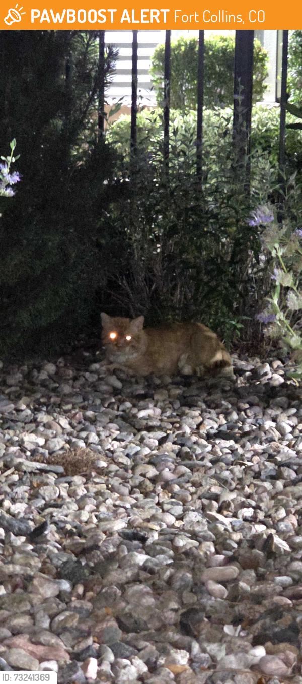 Found/Stray Unknown Cat last seen Trails at Timberline apmts, Fort Collins, CO 80525