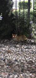 Found/Stray Unknown Cat last seen Trails at Timberline apmts, Fort Collins, CO 80525