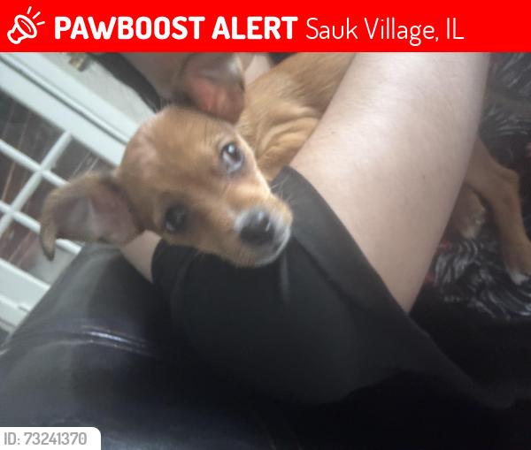 Lost Male Dog last seen Near 221st Street, Sauk Village, IL, Sauk Village, IL 60411