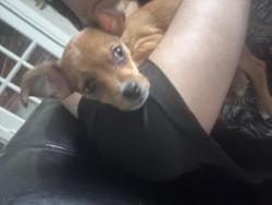 Lost Male Dog last seen Near 221st Street, Sauk Village, IL, Sauk Village, IL 60411