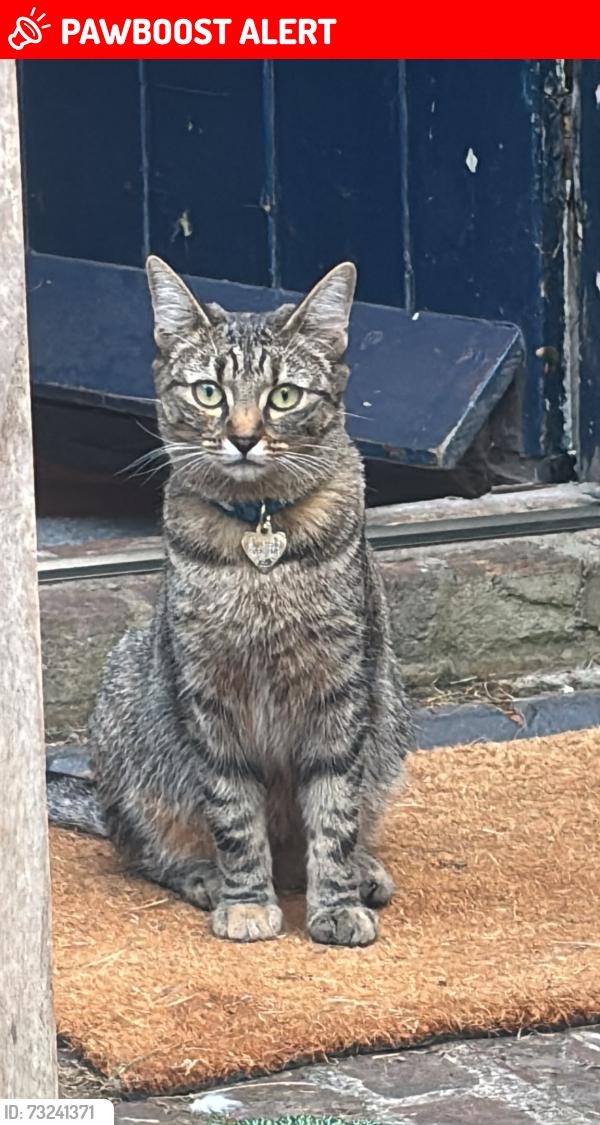 Lost Female Cat last seen Stableyard at Morden Hall Park, Greater London, England SM4 5JD