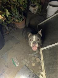 Found/Stray Male Dog last seen Church street, Modesto, CA 95357