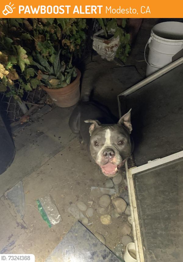 Found/Stray Male Dog last seen Church street, Modesto, CA 95357
