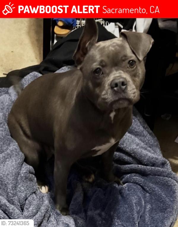 Lost Female Dog last seen 65th and elder creek, Sacramento, CA 95828