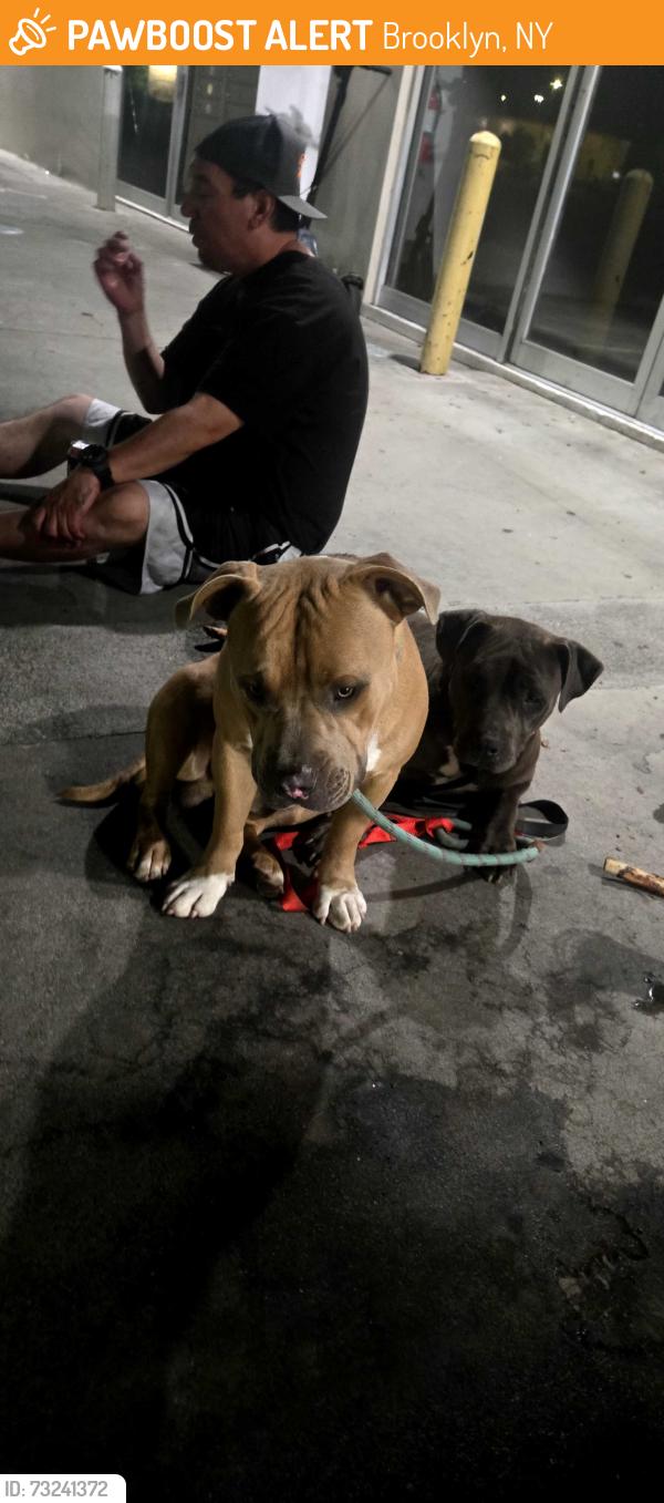 Found/Stray Unknown Dog last seen Auburn 95841, Brooklyn, NY 11208