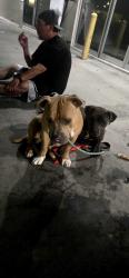 Found/Stray Unknown Dog last seen Auburn 95841, Brooklyn, NY 11208