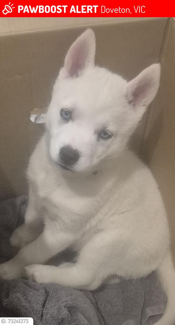 Lost Female Dog last seen Doveton Park tristania st, Doveton, VIC 3177
