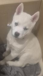 Lost Female Dog last seen Doveton Park tristania st, Doveton, VIC 3177