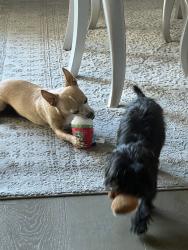 Reunited Male Dog last seen Near Grimaldi Rd, Rancho Cucamonga, CA 91701, USA, Rancho Cucamonga, CA 91701