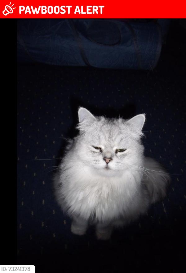 Lost Male Cat last seen M8 9EN, Greater Manchester, England M8 9EN